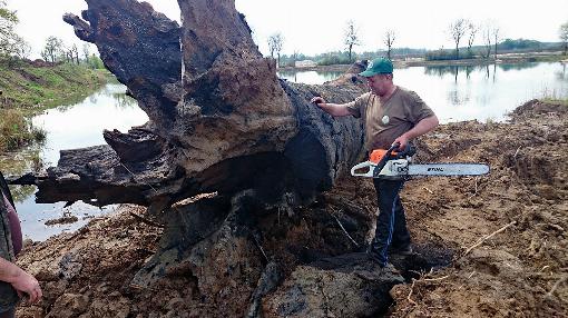 Bild 1: Die 3000 Jahre alte Mooreiche wird in Polen fr den Transport zurecht...